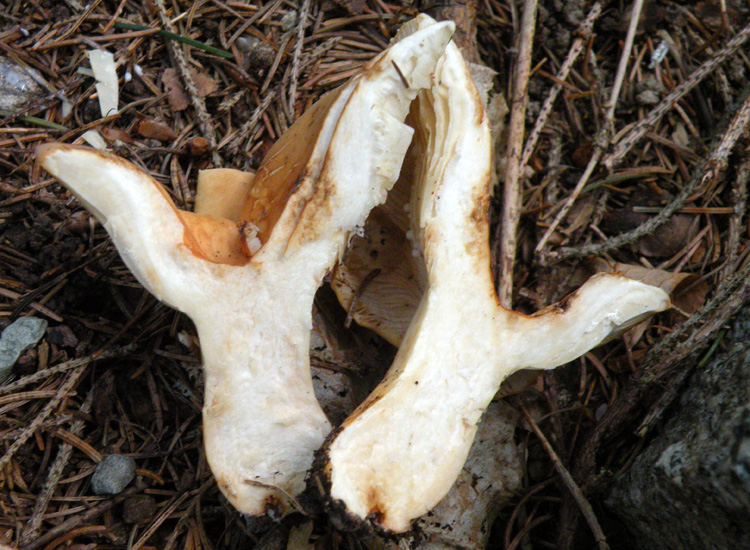 Piccoli successi? Lactarius volemus ?